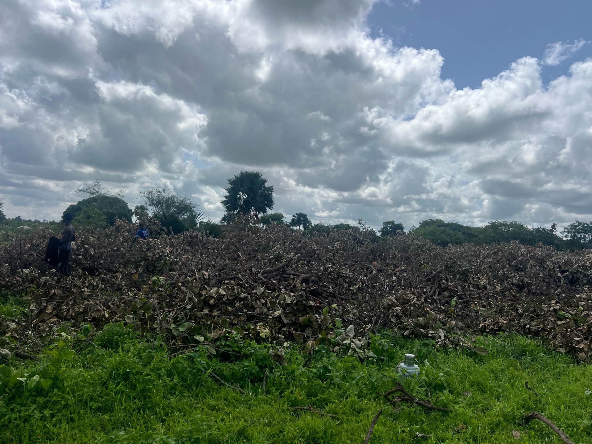 Big Plots of Land for Sale in The Gambia – Perfect for Farming, Investment & Development