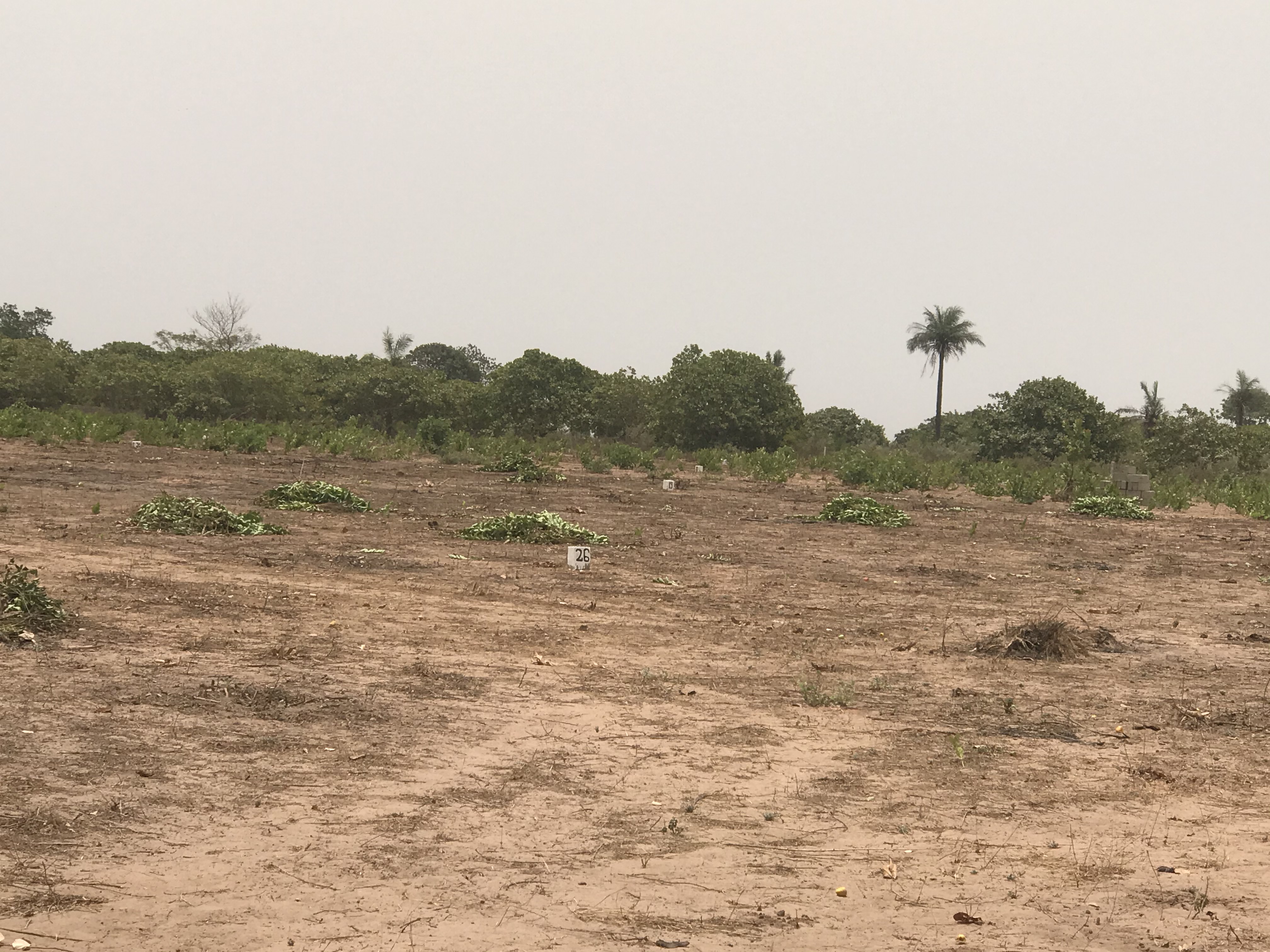 Residential plots for sale at Sanyang sea view few meters from the highway measuring 20 x 20 meters very close to the sea cash price D350,000 mortgage price D400,000 payable in 1 year