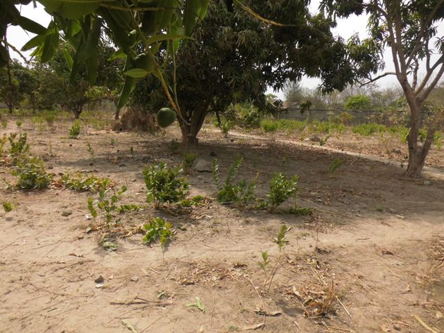 PLOT OF LAND FOR SALE AT SUKUTA 20 X 25 METERS FOR D650,000