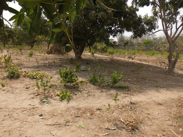 PLOT OF LAND FOR SALE AT SUKUTA 20 X 25 METERS FOR D1,500,000