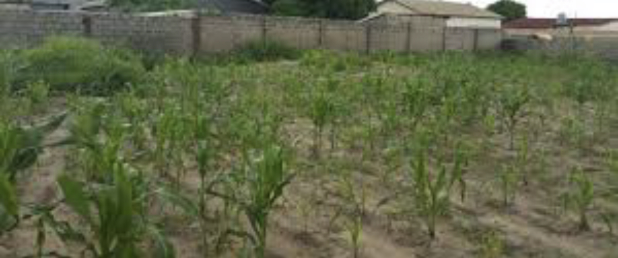 property for sale in manjai measuring 18 x 40 meters empty land